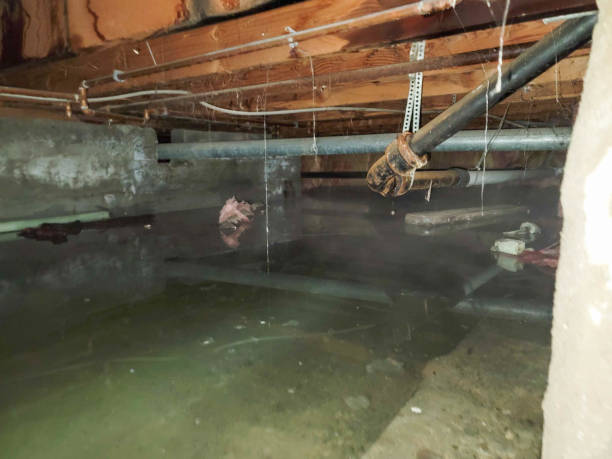 Best Mold removal after water damage  in Gibsonville, NC