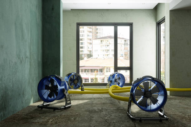 Best Professional water damage repair  in Gibsonville, NC